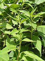 Topinambour patate, Helianthus tuberosus (fam Asteracees) (peut-etre) (3) (Photo F. Mrugala)